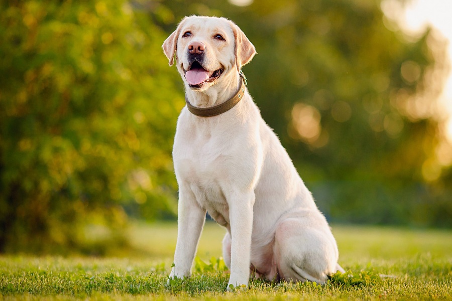 yellow lab sitting in the grass