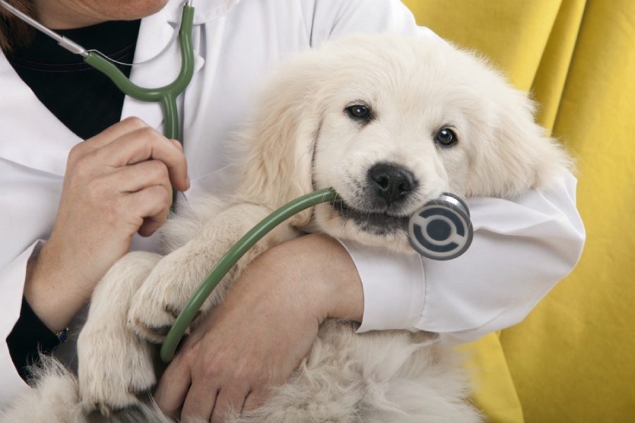 Pet Emergency Medicine