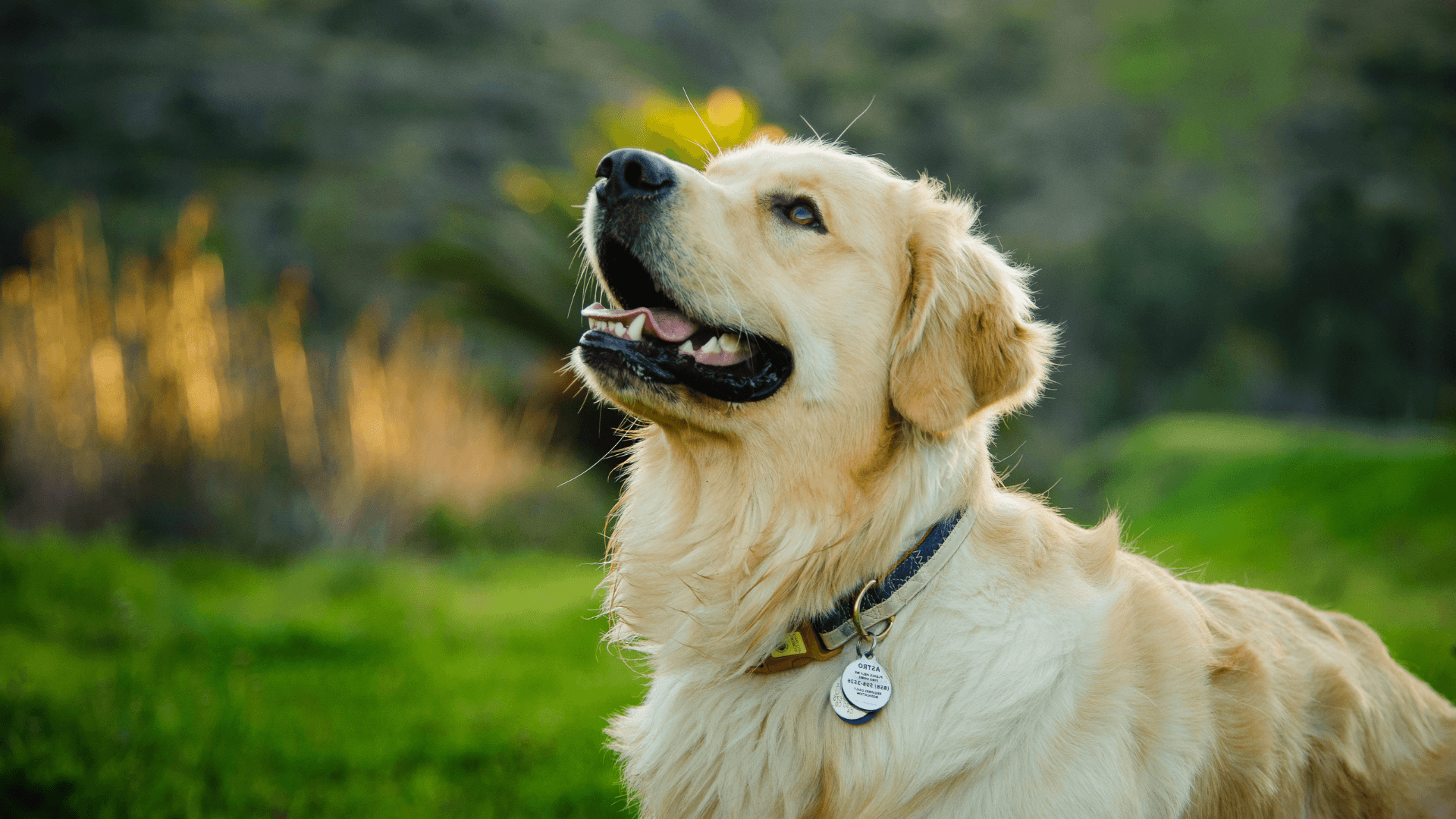 Best Veterinary Hospital In Yorktown, VA Pine Meadow Vet